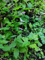 Campanula rapunculoides