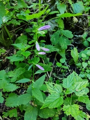 Campanula rapunculoides