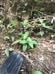 Parides burchellanus