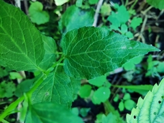 Campanula rapunculoides