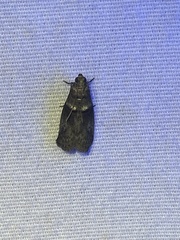 Acrobasis caryaevorella