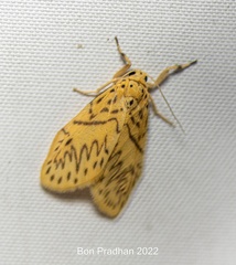 Pseudobarsine bombdilensis