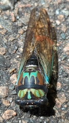 Neotibicen lyricen virescens
