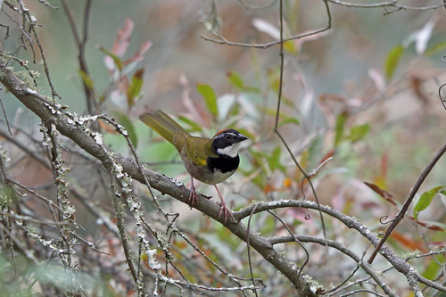 Collared Towhee (Pipilo ocai), photo 9