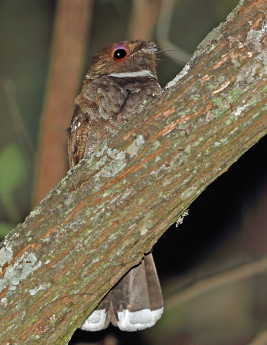 Nyctiphrynus mcleodii