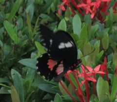 Parides eurimedes