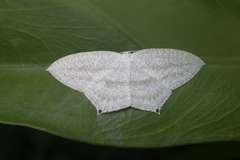Acropteris ciniferaria