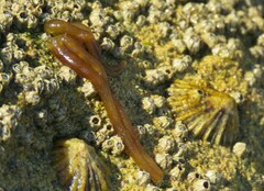 Nemalion elminthoides