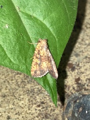 Perigea xanthioides