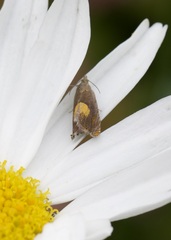 Dichrorampha alpinana