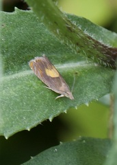 Dichrorampha alpinana