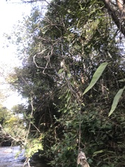 Aristolochia chamissonis