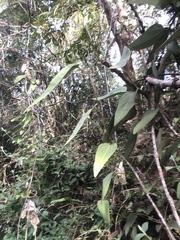 Aristolochia chamissonis