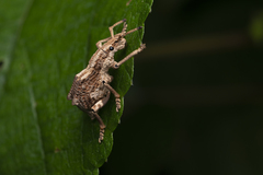 Episomus chinensis