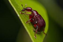 Heterapoderus sulcicollis