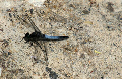 Orthetrum cancellatum