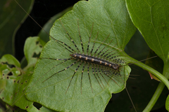 Thereuonema tuberculata