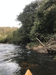 Parides burchellanus