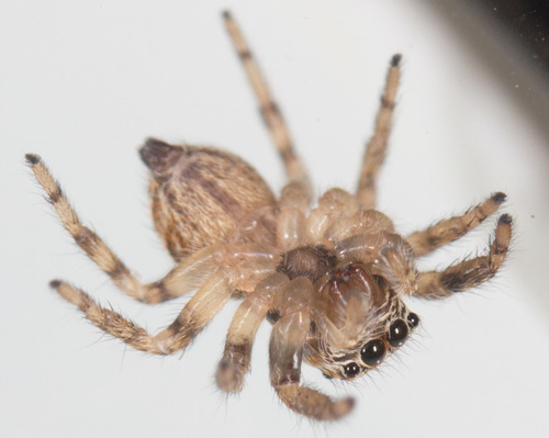 Proszynski's Jumping Spider