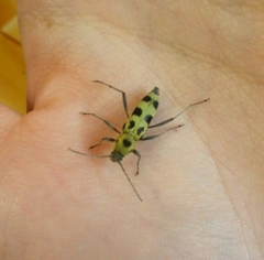 Chlorophorus herbstii