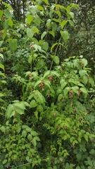 Leycesteria formosa
