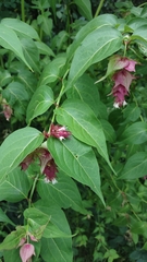 Leycesteria formosa