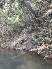 Parides burchellanus