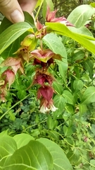 Leycesteria formosa