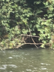 Parides burchellanus