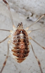 Opilio canestrinii