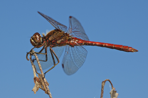 Vagrant Darter
