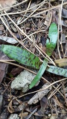 Lachenalia orchioides