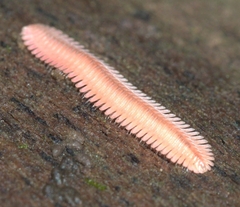 Colobognatha