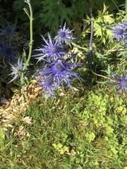 Eryngium planum