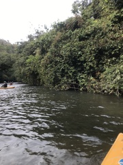 Parides burchellanus