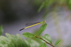 Ceriagrion fallax