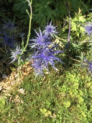 Eryngium planum