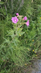 Epilobium hirsutum