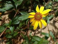 Helianthus gracilentus