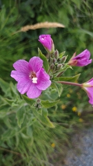 Epilobium hirsutum