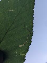 Insecta