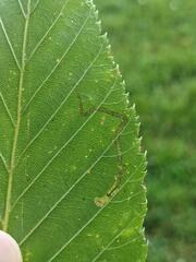 Insecta