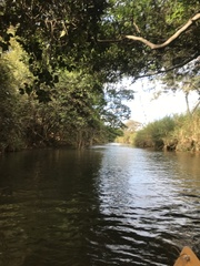 Parides burchellanus