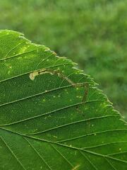 Insecta