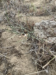 Astragalus convallarius