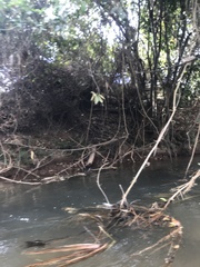 Parides burchellanus