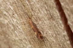 Athripsodes cinereus