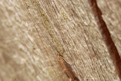 Athripsodes cinereus