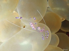 Ancylomenes sarasvati