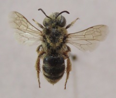 Apidae